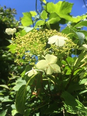 Hydrangea anomala