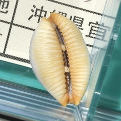 Staphylaea staphylaea