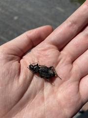 Carabina