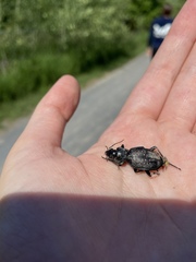 Carabina
