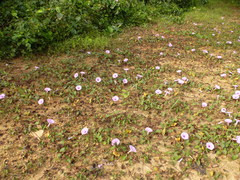 Ipomoea setifera