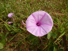Ipomoea setifera