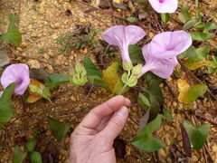 Ipomoea setifera