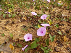 Ipomoea setifera