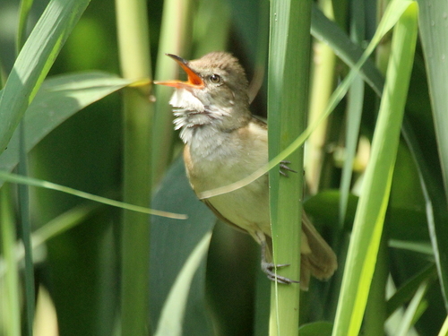 Carricero tordal (Acrocephalus arundinaceus)