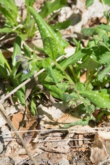 Pulmonaria saccharata