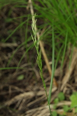 Trisetum sibiricum