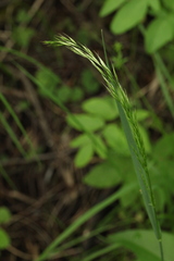Trisetum sibiricum