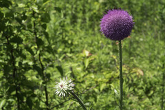 Cirsium pumilum