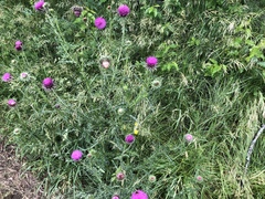 Carduus defloratus