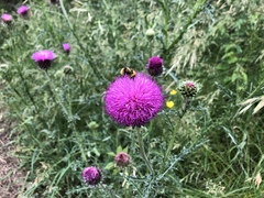 Carduus defloratus