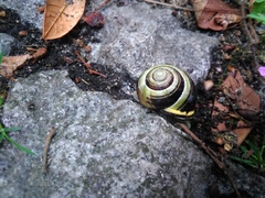 Cepaea nemoralis