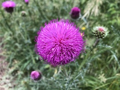 Carduus defloratus