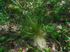 Festuca ovina