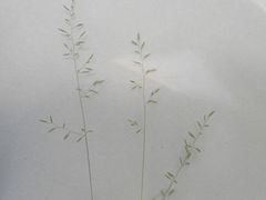Festuca ovina