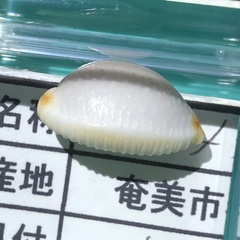 Staphylaea staphylaea