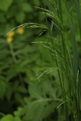 Trisetum sibiricum