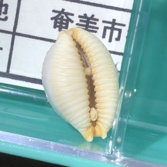 Staphylaea staphylaea