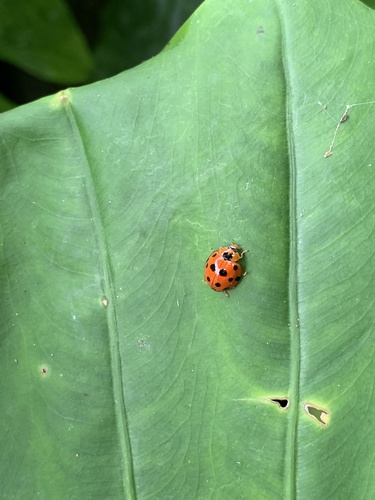 Greater Asian Lady Beetle photo 5