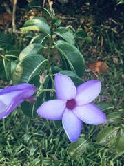 Cryptostegia grandiflora