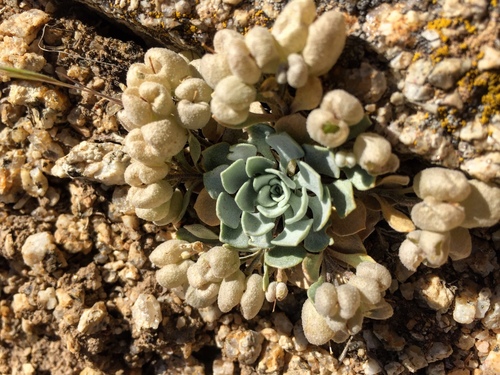 Devils Gate Twinpod (Physaria eburniflora)