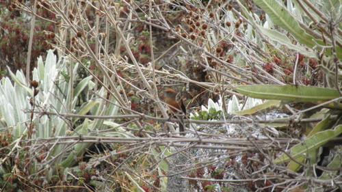 Rufous-browed Chat-Tyrant (Ochthoeca superciliosa)