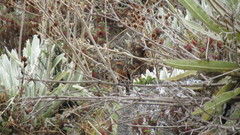 Ochthoeca superciliosa