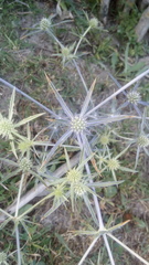 Eryngium caeruleum