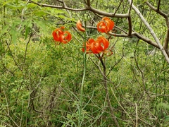 Lilium pumilum