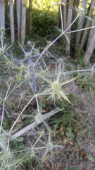 Eryngium caeruleum