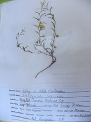 Evolvulus sericeus