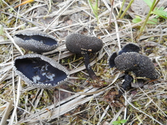 Helvella corium
