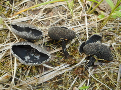 Helvella corium