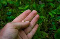 Carex trisperma