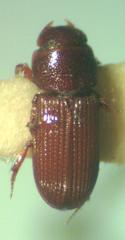 Ataenius gracilis