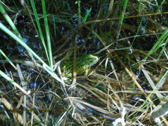 Pelophylax lessonae