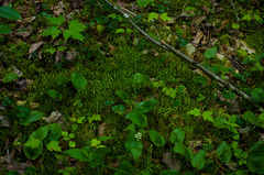 Carex trisperma