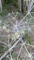Eryngium caeruleum