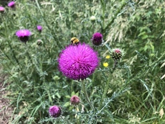 Carduus defloratus