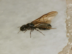 Formicidae