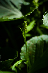 Platanthera psycodes