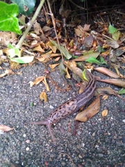 Limax maximus