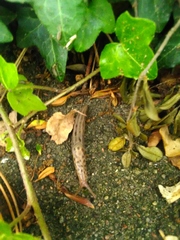 Limax maximus