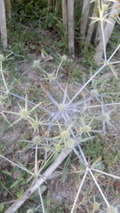 Eryngium caeruleum