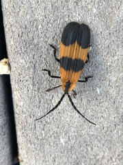 Calopteron reticulatum