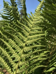 Dryopteris filix-mas