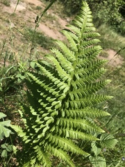 Dryopteris filix-mas