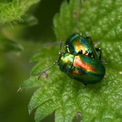 Chrysolina fastuosa