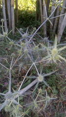 Eryngium caeruleum