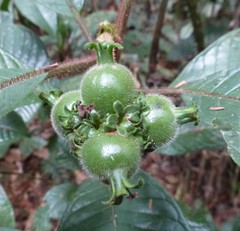 Psychotria kwewonii